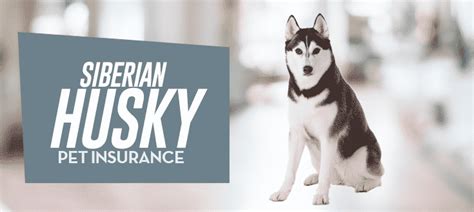 Our dog insurance provides coverage for accidents & illnesses while allowing you to build a dog insurance policy that fits your budget and the needs of your siberian husky. Siberian Husky Dog Insurance - Reviews and Comparisons