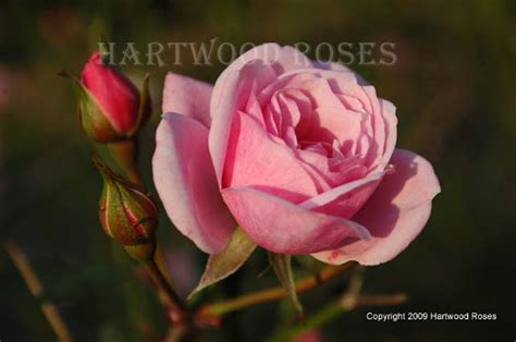 Hartwood Roses Flowers On Friday