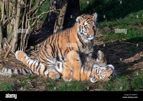 Tiger Cubs High Resolution Stock Photography And Images Alamy