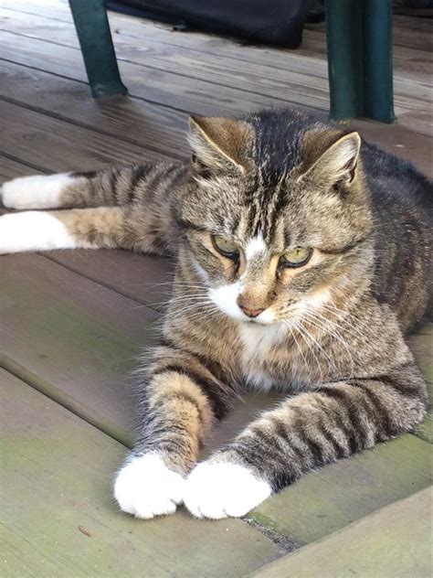 They're moderately affectionate and not overly needy for attention. Lost, Missing Cat - American Shorthair - Dennisville, NJ ...