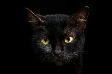 Are Halloweens Dark Deeds Threatening Black Cats