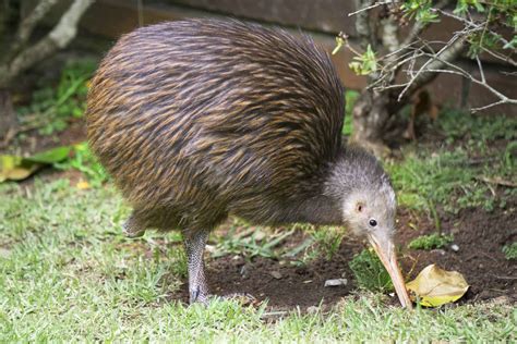 The Kiwi National Bird Of New Zealand A Z Animals
