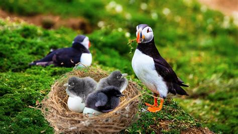 How Mother Puffin Laying Eggs And Feeding Her Babies Youtube