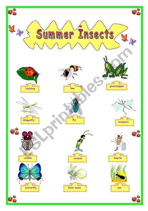 Summer Insects Esl Worksheet By Lucetta06