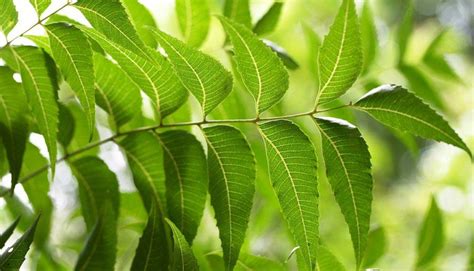Health Benefits Of Neem Plant You Probably Didnt Know