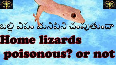 Home Lizards Poisonous Or Not Facts About Lizards Lizards Tail
