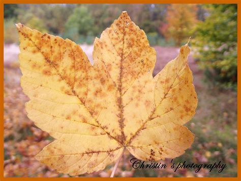 Christins Photography Autumn Leaves