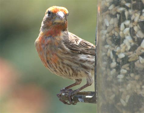 Sfv Backyard Bird Identification San Fernando Valley Audubon Society