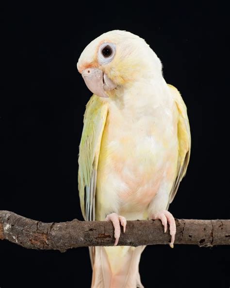 Pineapple Green Cheeked Conures Combination Of Opaline And Cinnamon