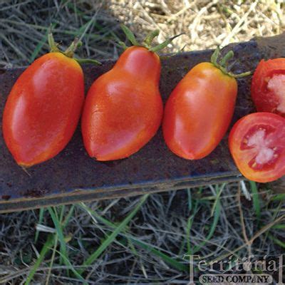Check spelling or type a new query. Sauce/Paste Tomato Plants - Plant-Nova Tomato | Tomato ...