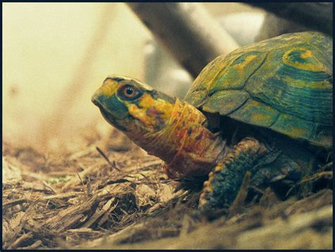Colorful Tortoise By Randyhand On Deviantart
