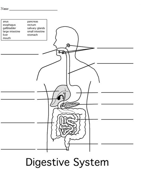 4th Grade Science Worksheet Coloring