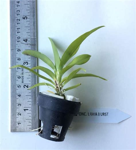 Buy Oncidium Lava Burst Seedling Size Orchids Online