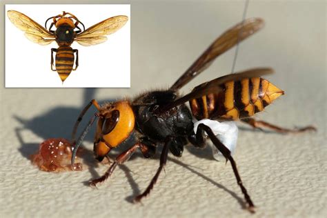 Murder Hornets Invade Us As First Nest Is Found In Washington State Using Tiny Trackers On