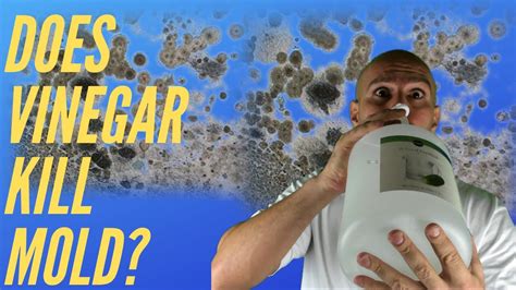 Check spelling or type a new query. Does Vinegar Kill Mold? Watch This Before You Use It ...