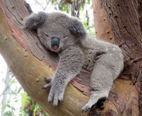 1521 Best Koala Little Aussie Cuties Images On Pinterest