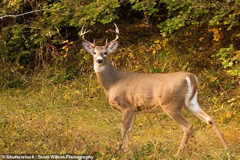 More Than Half Of The White Tailed Deer In Michigan Have Been Infected