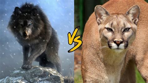 Dire Wolf Vs Cougar Puma Concolor Youtube