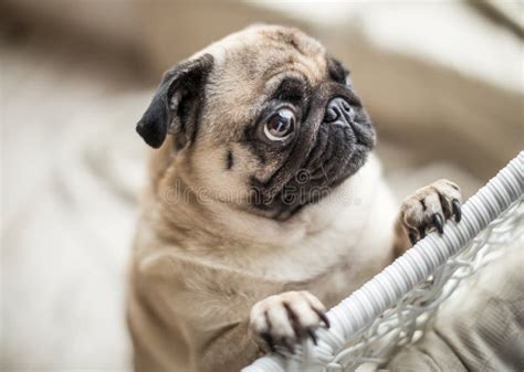 Sad Pug With Crying Begging Eyes Lovely Pet Dog Emotions Stock Photo
