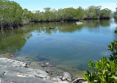 Wildlife Of Ecuador Amazon And Galapagos Audley Travel Uk