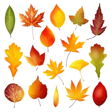 Premium Vector Beautiful Colourful Autumn Leavesvector Illustration