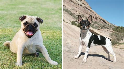 What Is A Pug And Rat Terrier Mix Pug Friend