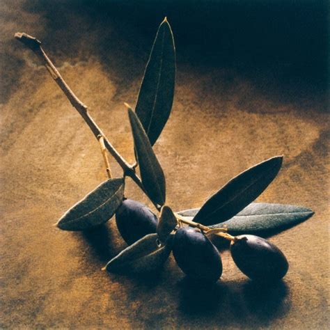 The Symbolism Of The Olive Tree In Christianity Gold Grelia