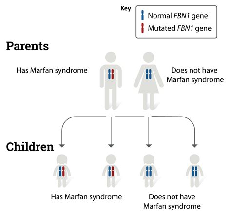 Marfan Syndrome Causes Nhlbi Nih
