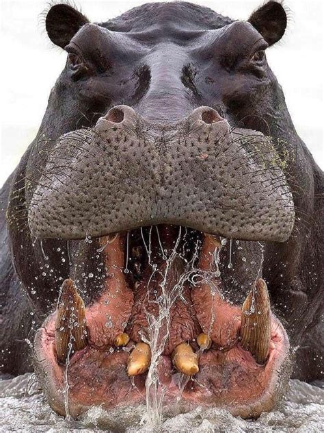 A Hippo Can Open Its Mouth 180 Degrees And It Has The Jaw Strength To