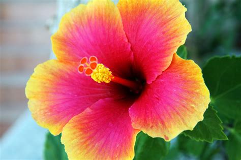 How To Grow And Care For Your Hibiscus Tree Sproutabl