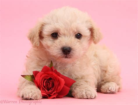 48 Free Puppy Valentine Wallpaper