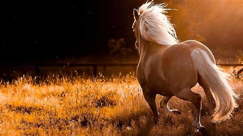 🔥 Download Running Horses Wallpaper Image By Tiffanyh37 Beautiful