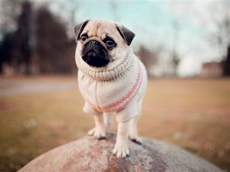 Teacup Pug Ultimate Owners Guide