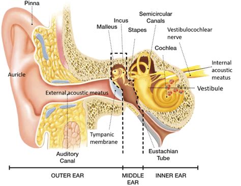 External Ear Auricle And External Acoustic Meatus