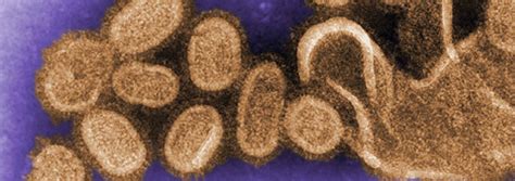 Genomics Of Influenza A And Influenza B Viruses J Craig Venter Institute