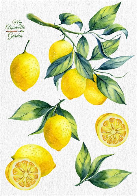 Watercolor Lemon Hand Painted Clip Art Botanical Illustration Greetings