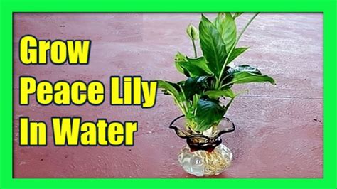 Peace Lily In Water Vase