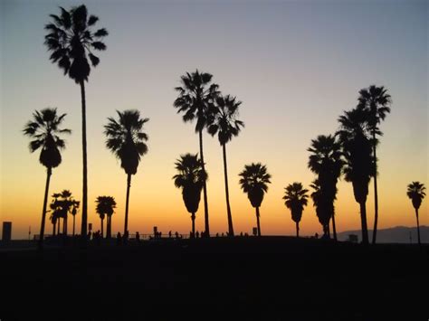 Los Angeles I Fell In Love With Venice Beach Los Angeles Palm Trees