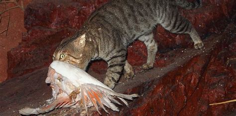 Why Australia Needs To Kill Cats