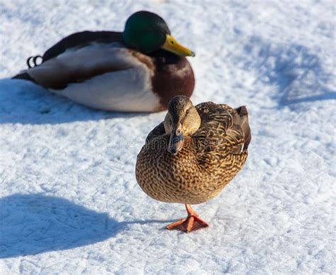 Duck On The Snow In Winter Stock Image Image Of Bird 141735703