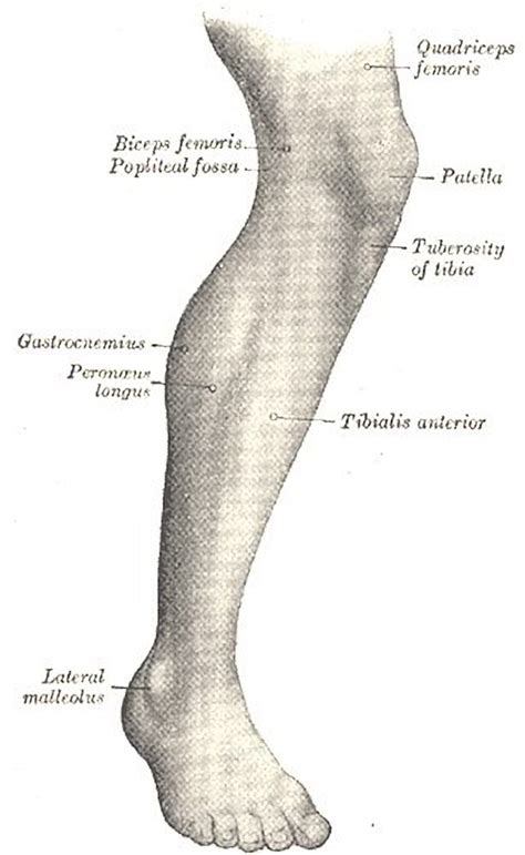 Leg Muscles Diagram Lower Leg Muscle And Tendon Diagram Page 6 Line