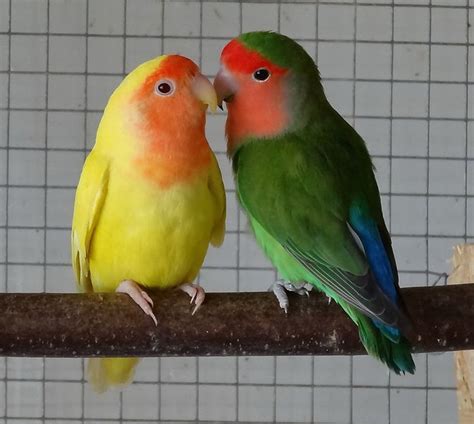 Peach Faced Lovebirds Lutino Variant On Left Agapornis Roseicollis Var Lutino