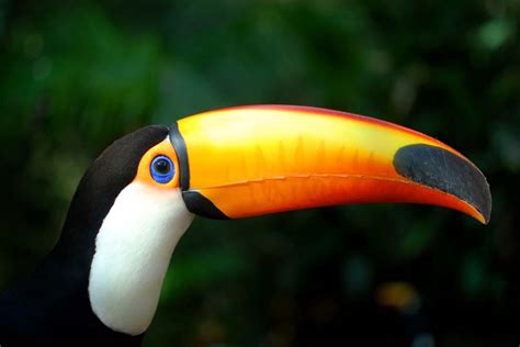 50 Most Beautiful Exotic Animals From The Tropics Wow
