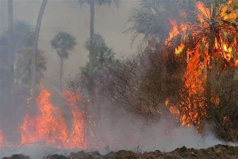 Incendios forestales entre las principales causas de deslaves mortales. Incendios en el Parque Nacional Chaco: se quemaron 3.000 ...