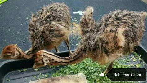 We did not find results for: Makanan Burung Unta (Onta) Ternyata Sangat Mudah (Mudah ...