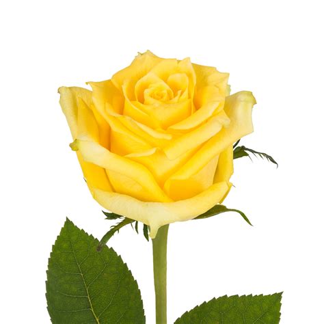 Yellow Roses 50 cm - Fresh Cut Flowers - 50 Stems - Walmart.com ...