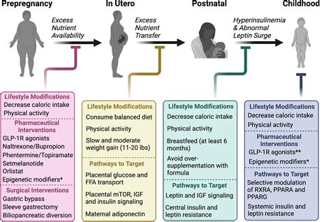 Frontiers The Metabolic Conditioning Of Obesity A Review Of The