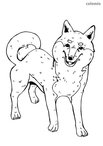 Cute Shiba Inu Coloring Pages Coloring Pages