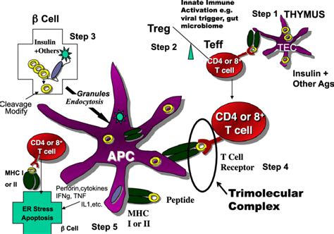 Simplified Model Of The Immune Pathogenesis Of Type 1 Diabetes Major