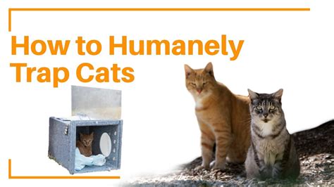 How To Set A Humane Cat Trap Youtube